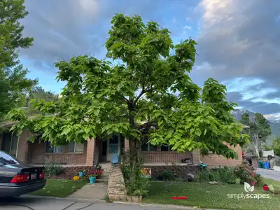 Northern Catalpa