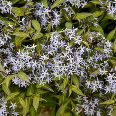 Storm Cloud Bluestar - Amsonia