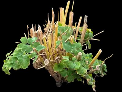 Columbine (Aquilegia)