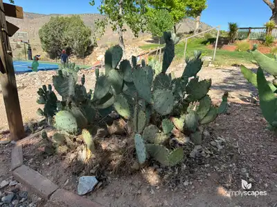 Tulip Prickly Pear Cactus