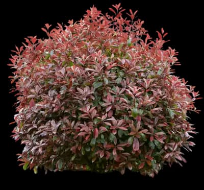 Fraser Photinia
