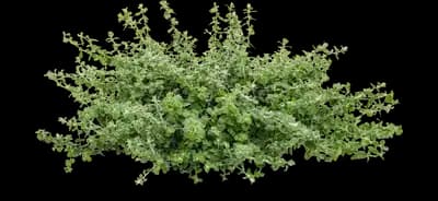 Petite Licorice Licorice Plant