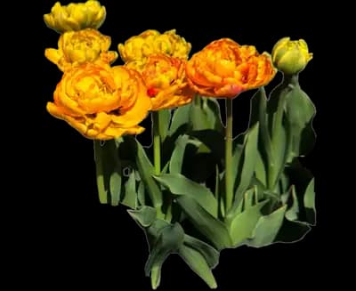 Tulip 'Sun Lover'