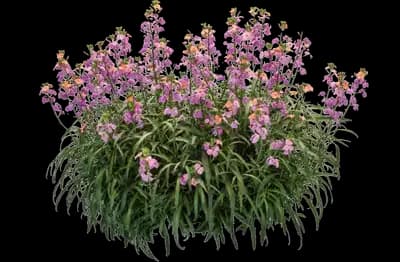 Sunstrong™ Bicolor Purple Erysimum hybrida