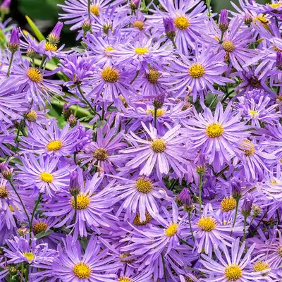 Monch Fall Aster