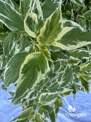 Tatarian Dogwood Shrub