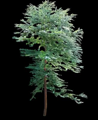 Baby Blue Eucalyptus Plant