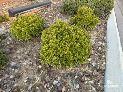 Yaupon Holly Shrub