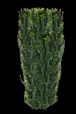 Green Spire Japanese Euonymus