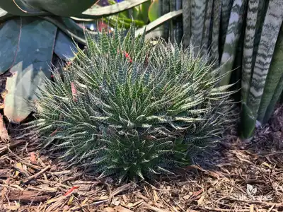 Lace Aloe