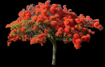 Poinciana Tree