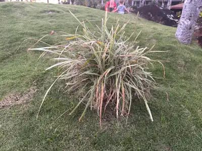 Creeping Lily Turf