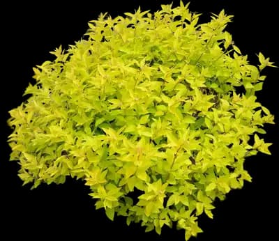 Gold Mound Spiraea