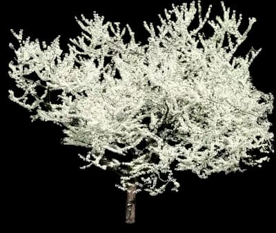 Royal White™ Redbud Tree