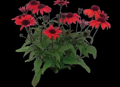 Panama™ Red Coneflower
