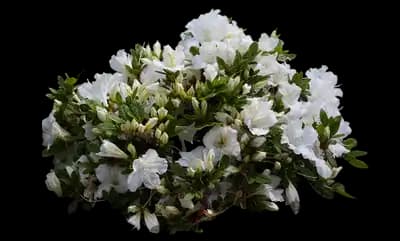 Bloom-A-Thon® White Reblooming Azalea
