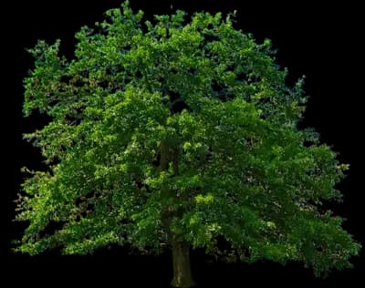 Northern Red Oak Tree