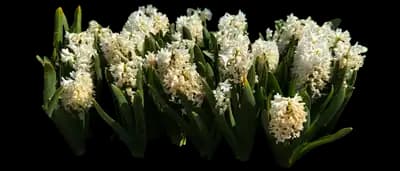 Tulip 'Jamesbrittenia Hybrid'