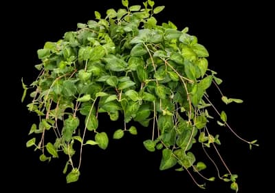 Maculata Vinca Vine