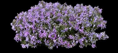 Phlox Plant