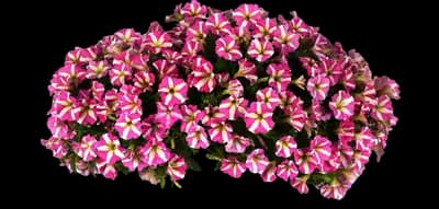 Slingshot™ Heartwheel Petunia