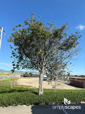 Carrotwood Tree
