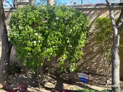 Korean Spice Viburnum Shrub
