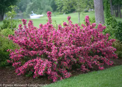Sonic Bloom® Pink Reblooming Weigela