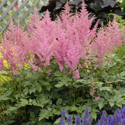 Rheinland Astilbe