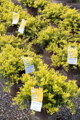 Ilex Touch of Gold®