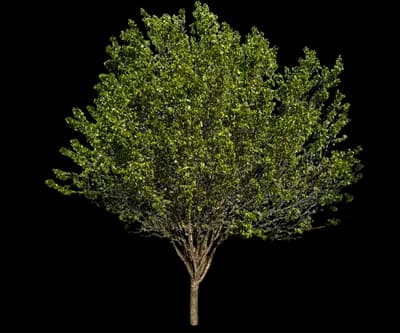 Jack® Flowering Pear