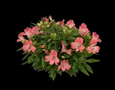 Inca Coral® Peruvian Lily