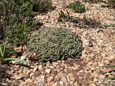 Broadleaf Stonecrop