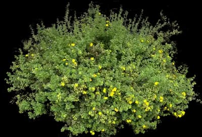 Happy Face® Yellow Potentilla