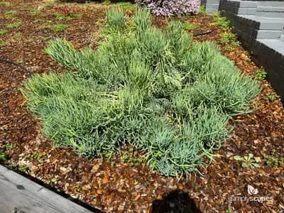 Cypress spurge