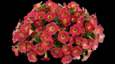 Capella™ Salmon Improved Petunia hybrida