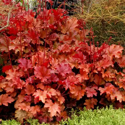 Peach Flambe Coral Bells