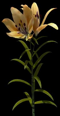 Orange Asiatic Lily