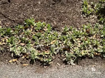 Lamb's Ear