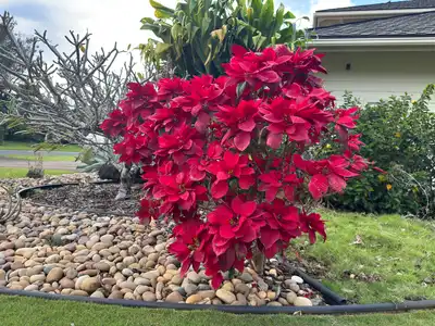Poinsettia