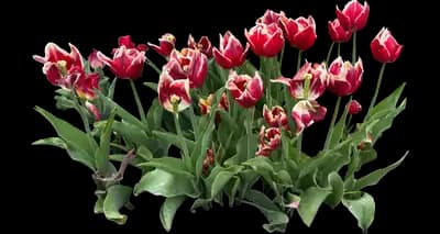 Tulip 'Leen Van Der Mark Triumph'