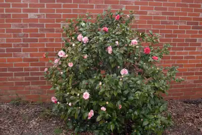 Japanese Camellia Shrub
