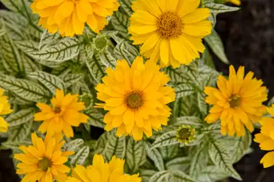 Bit of Honey False Sunflower