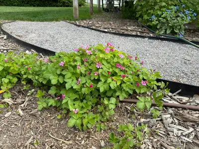 Salmonberry