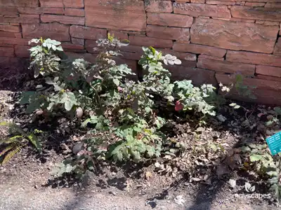 Creeping Barberry