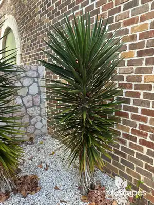 Spanish Bayonet