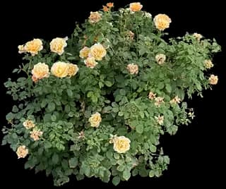 Hybrid Tea Rose