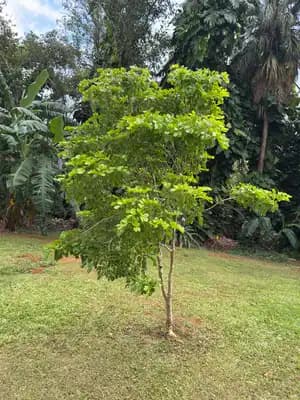 Lignum Vitae