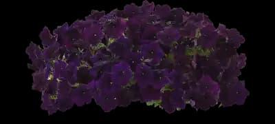 Easy Wave® Navy Velour - Spreading Petunia