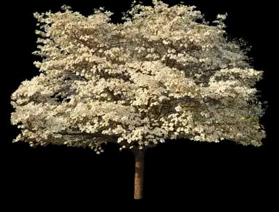 Cloud Nine Dogwood
